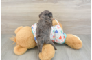 Cavapoo Puppy for Adoption
