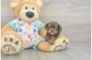 Cavapoo Pup Being Cute