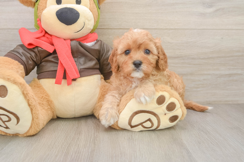 6 week old Cavapoo Puppy For Sale - Simply Southern Pups