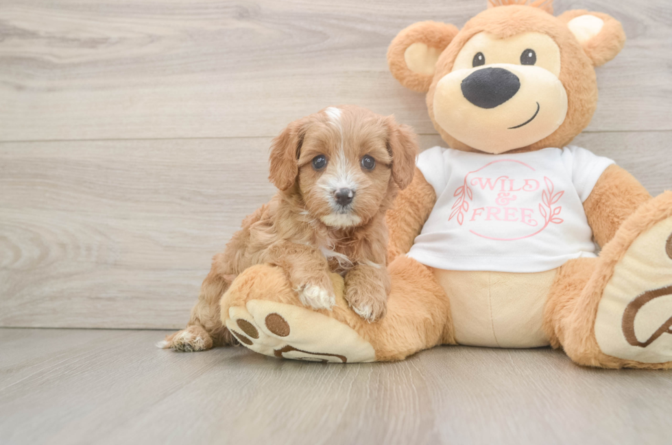 5 week old Cavapoo Puppy For Sale - Simply Southern Pups