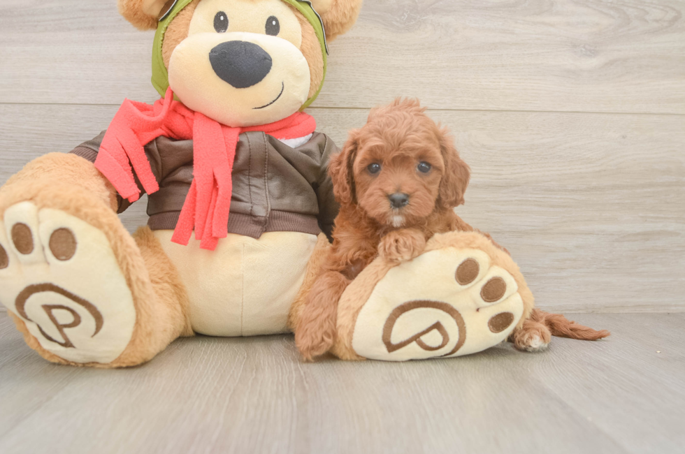 7 week old Cavapoo Puppy For Sale - Simply Southern Pups