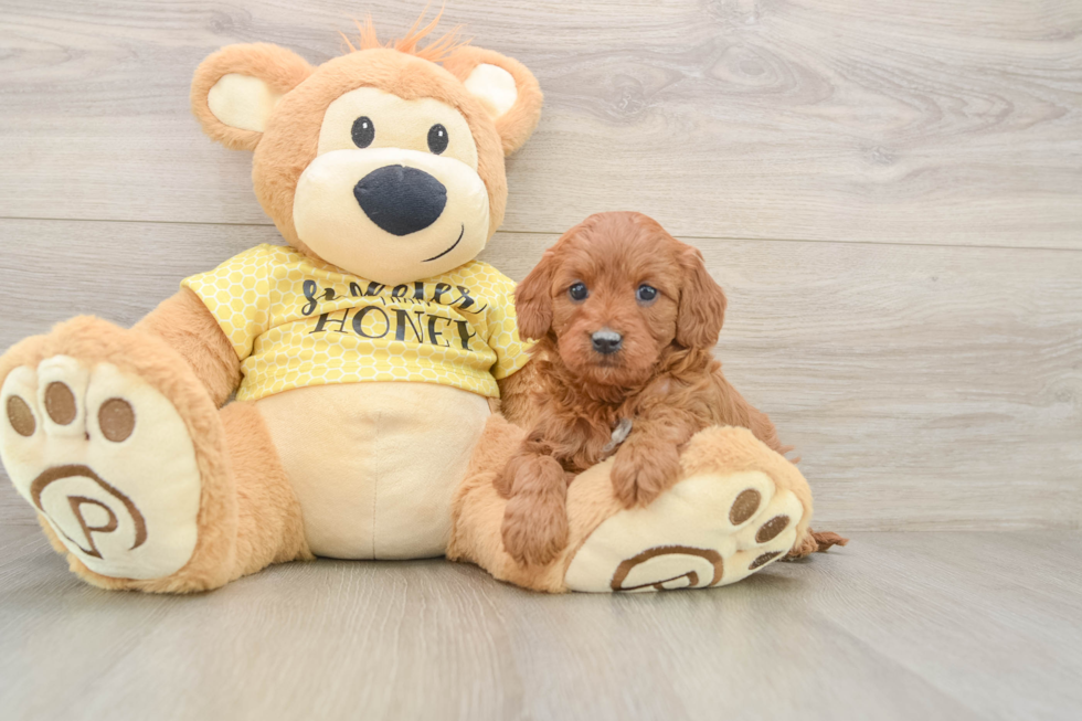 Energetic Cavoodle Poodle Mix Puppy