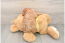 Cavapoo Puppy for Adoption