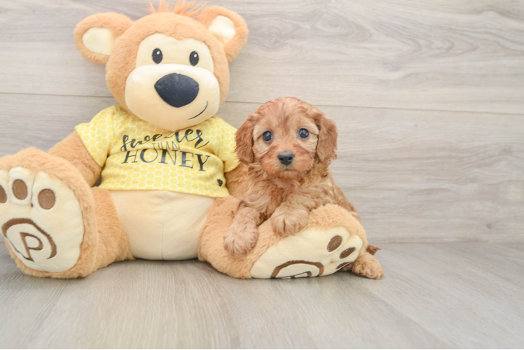 Funny Cavapoo Poodle Mix Pup