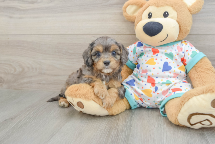 Best Cavapoo Baby