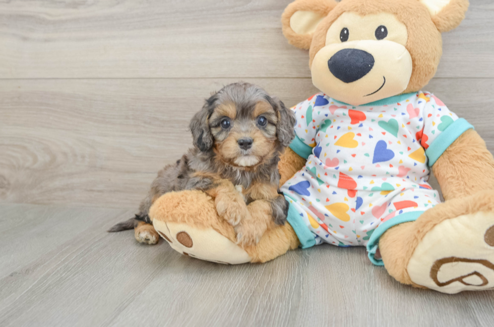 5 week old Cavapoo Puppy For Sale - Simply Southern Pups