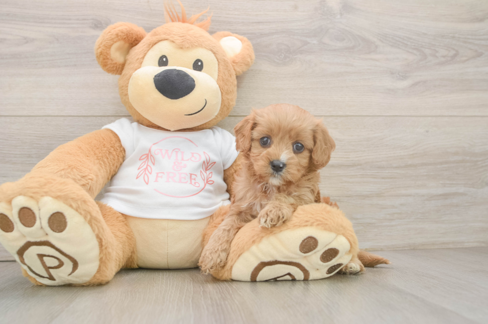 5 week old Cavapoo Puppy For Sale - Simply Southern Pups