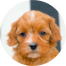 Cavapoo Puppies For Sale - Simply Southern Pups