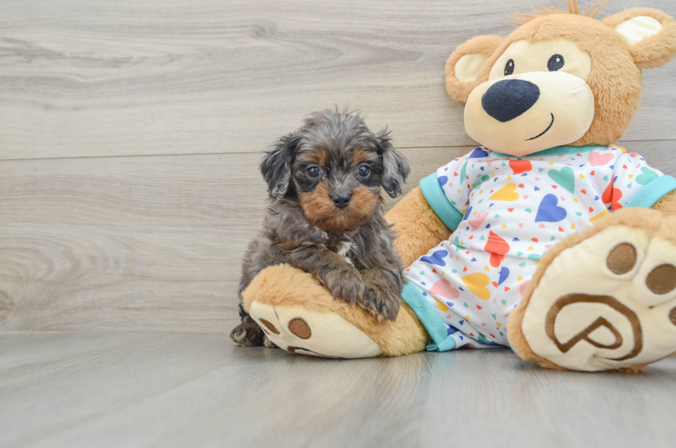 6 week old Cavapoo Puppy For Sale - Simply Southern Pups