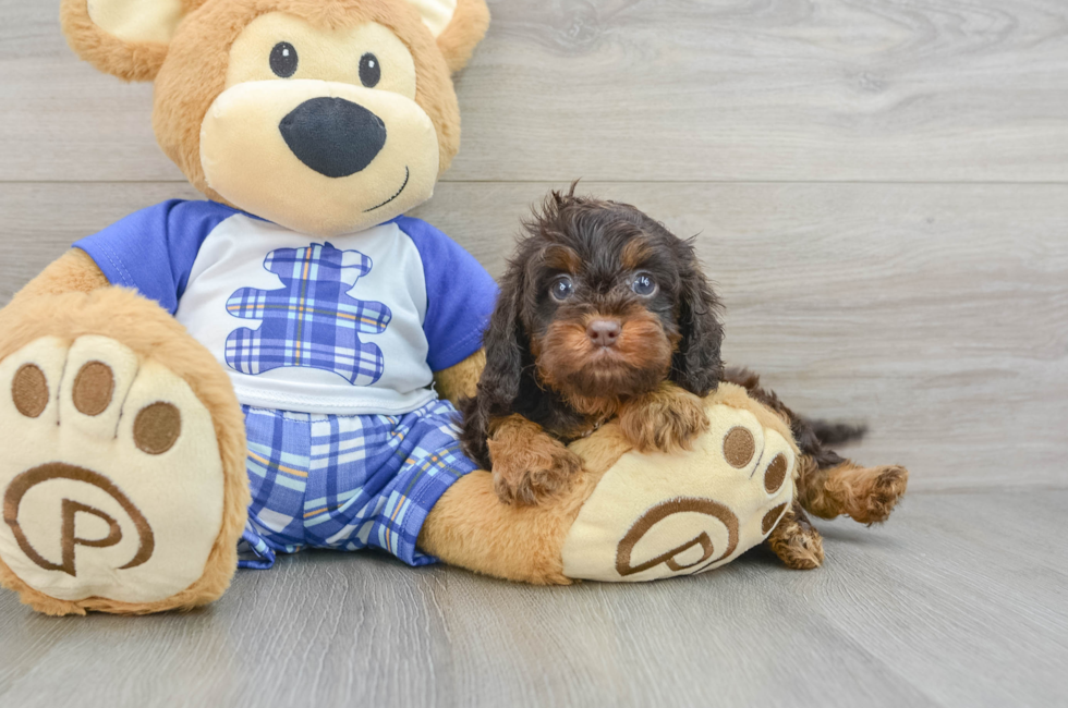 6 week old Cavapoo Puppy For Sale - Simply Southern Pups