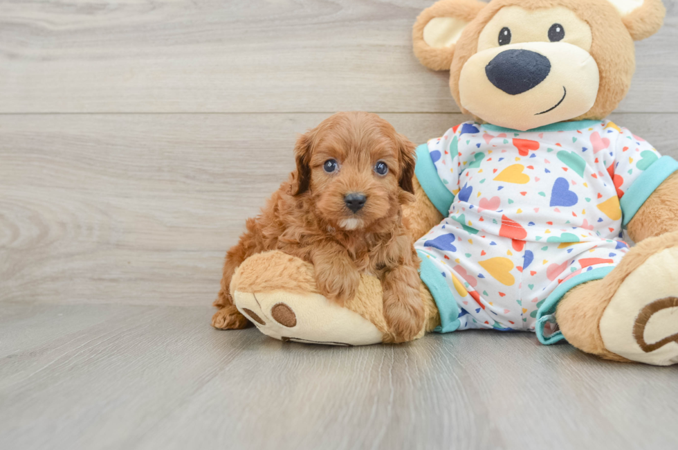 7 week old Cavapoo Puppy For Sale - Simply Southern Pups