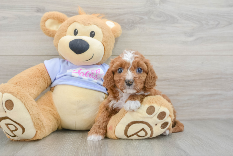 Cavapoo Pup Being Cute