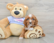 8 week old Cavapoo Puppy For Sale - Simply Southern Pups