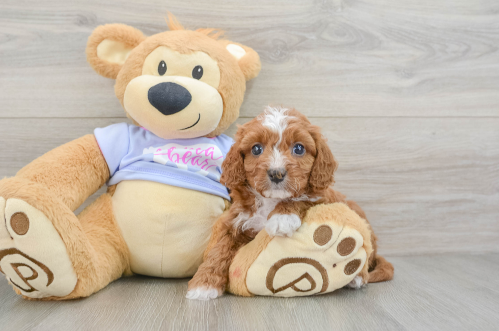 6 week old Cavapoo Puppy For Sale - Simply Southern Pups