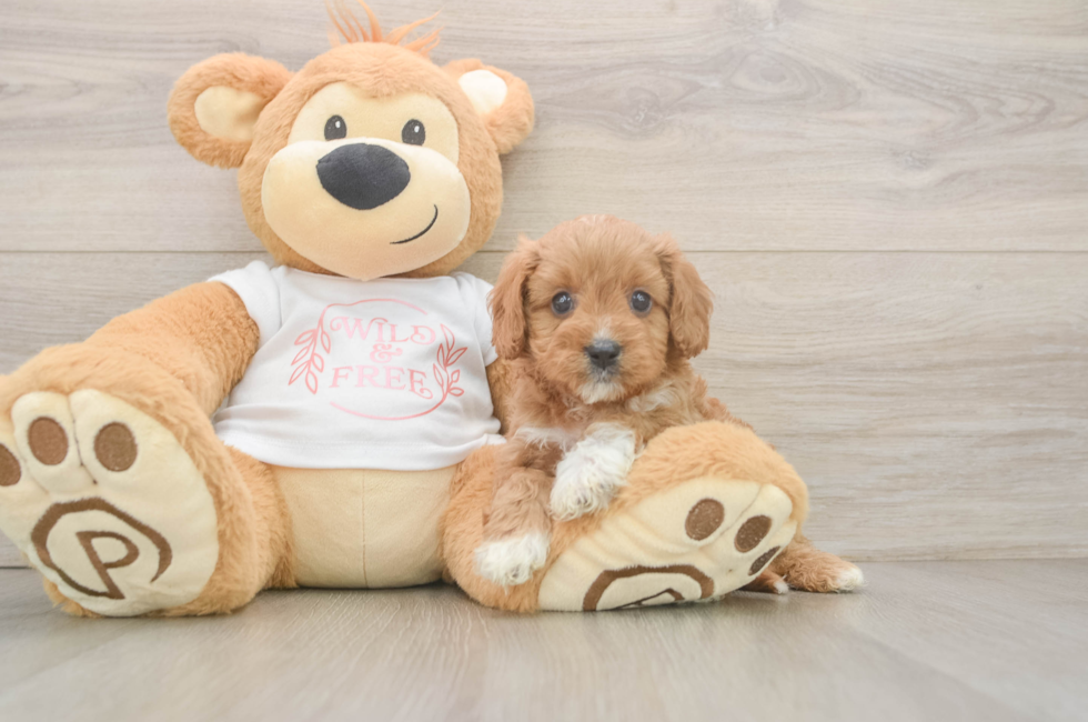 5 week old Cavapoo Puppy For Sale - Simply Southern Pups