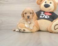 7 week old Cavapoo Puppy For Sale - Simply Southern Pups