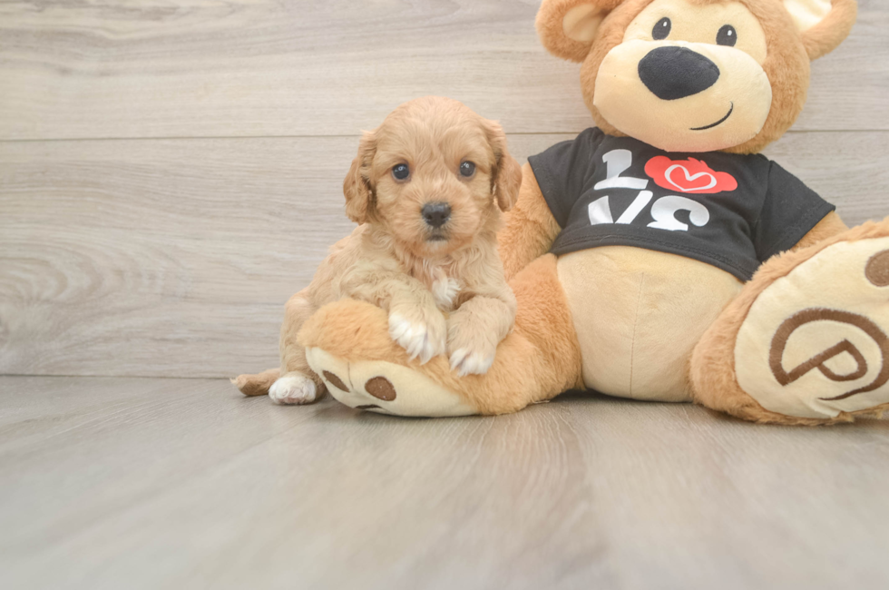 5 week old Cavapoo Puppy For Sale - Simply Southern Pups