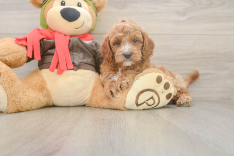 Fluffy Cavapoo Poodle Mix Pup