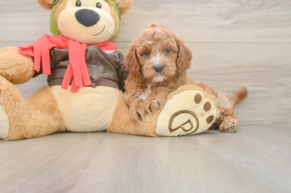 7 week old Cavapoo Puppy For Sale - Simply Southern Pups