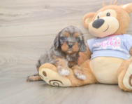 8 week old Cavapoo Puppy For Sale - Simply Southern Pups