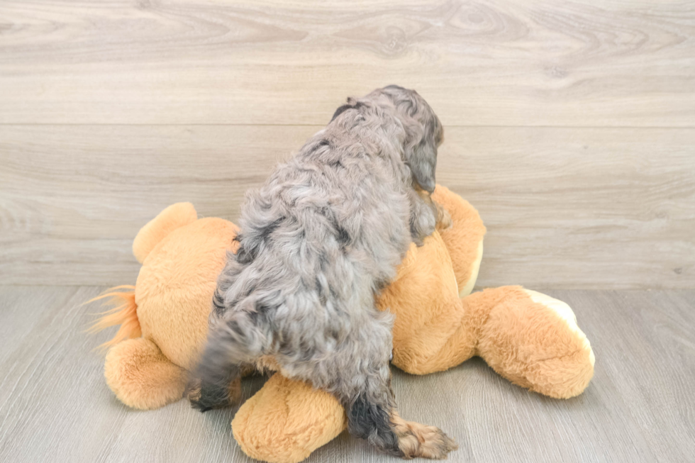 Meet Donnie - our Cavapoo Puppy Photo  3/3 - Simply Southern Pups Adorable Cavalier King Charles Spaniel and Poodle Mix Poodle Mix Puppy