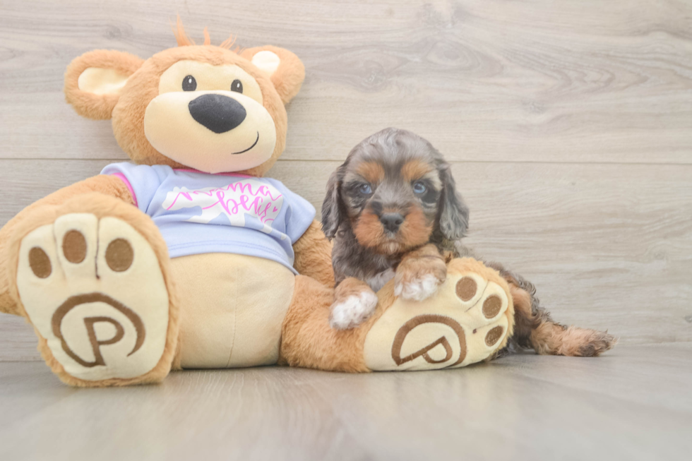 Meet Donnie - our Cavapoo Puppy Photo  2/3 - Simply Southern Pups Cavapoo Pup Being Cute