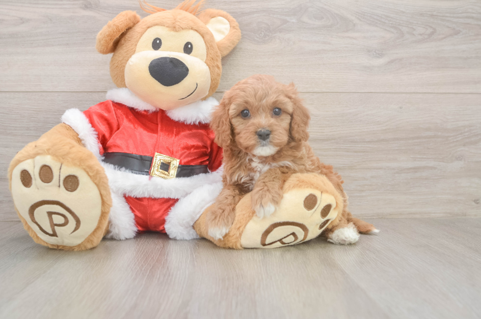 5 week old Cavapoo Puppy For Sale - Simply Southern Pups