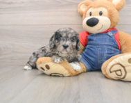 8 week old Cavapoo Puppy For Sale - Simply Southern Pups
