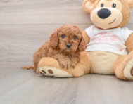 7 week old Cavapoo Puppy For Sale - Simply Southern Pups