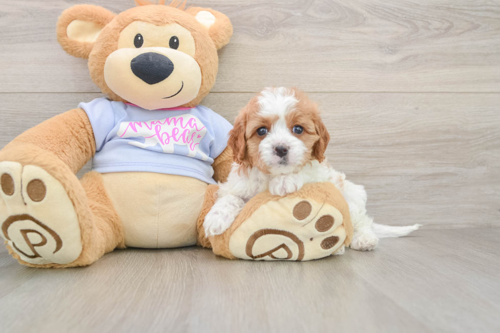 Petite Cavapoo Poodle Mix Pup