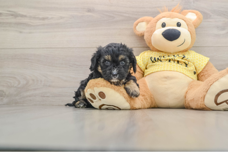 Best Cavapoo Baby