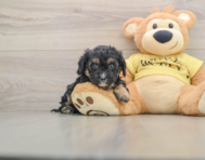 7 week old Cavapoo Puppy For Sale - Simply Southern Pups