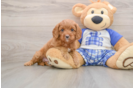 Little Cavipoo Poodle Mix Puppy
