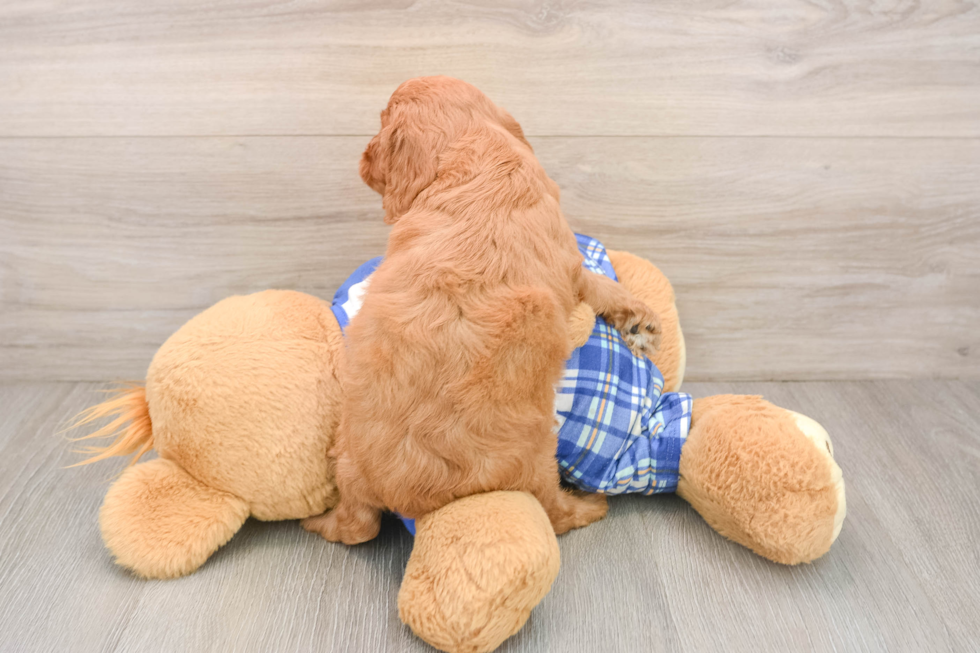 Energetic Cavoodle Poodle Mix Puppy
