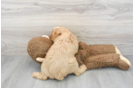 Cavapoo Puppy for Adoption