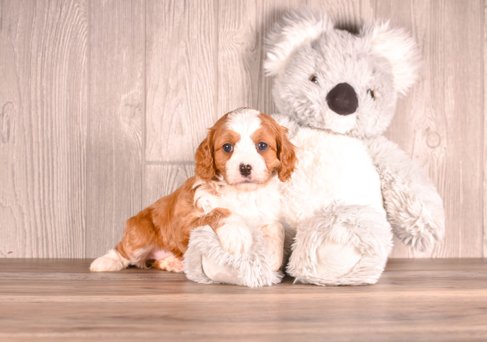 Cavapoo Pup Being Cute