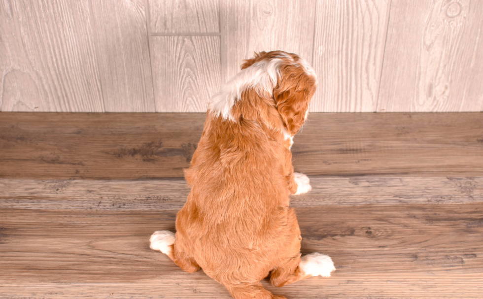 Cute Cavoodle Poodle Mix Puppy