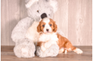 Cavapoo Puppy for Adoption