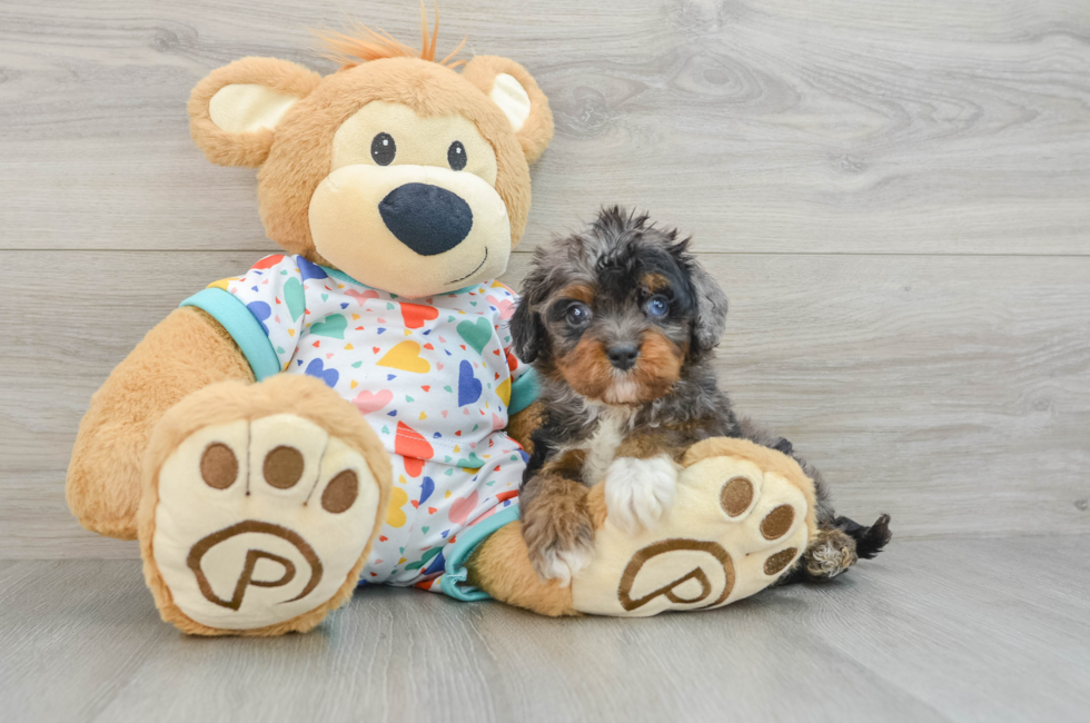 6 week old Cavapoo Puppy For Sale - Simply Southern Pups