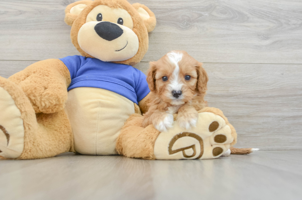 5 week old Cavapoo Puppy For Sale - Simply Southern Pups
