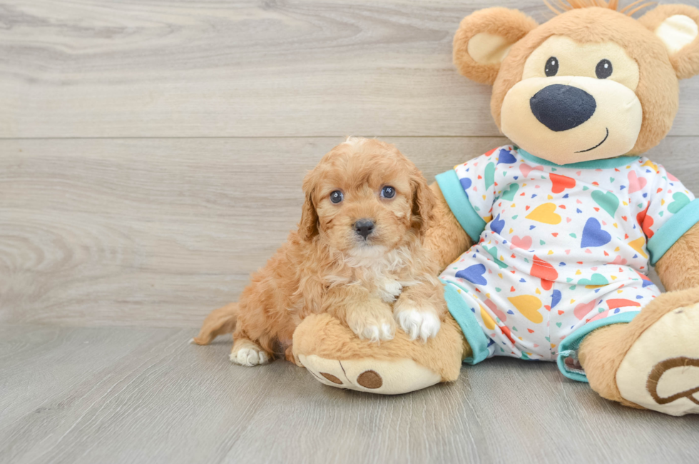 7 week old Cavapoo Puppy For Sale - Simply Southern Pups
