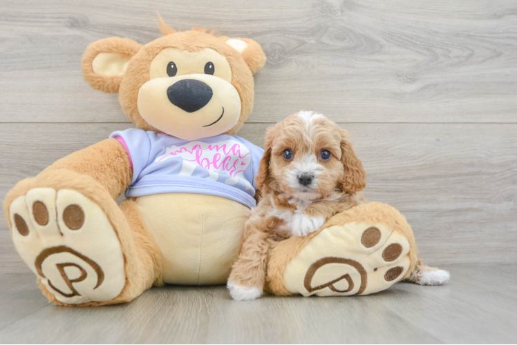 Best Cavapoo Baby