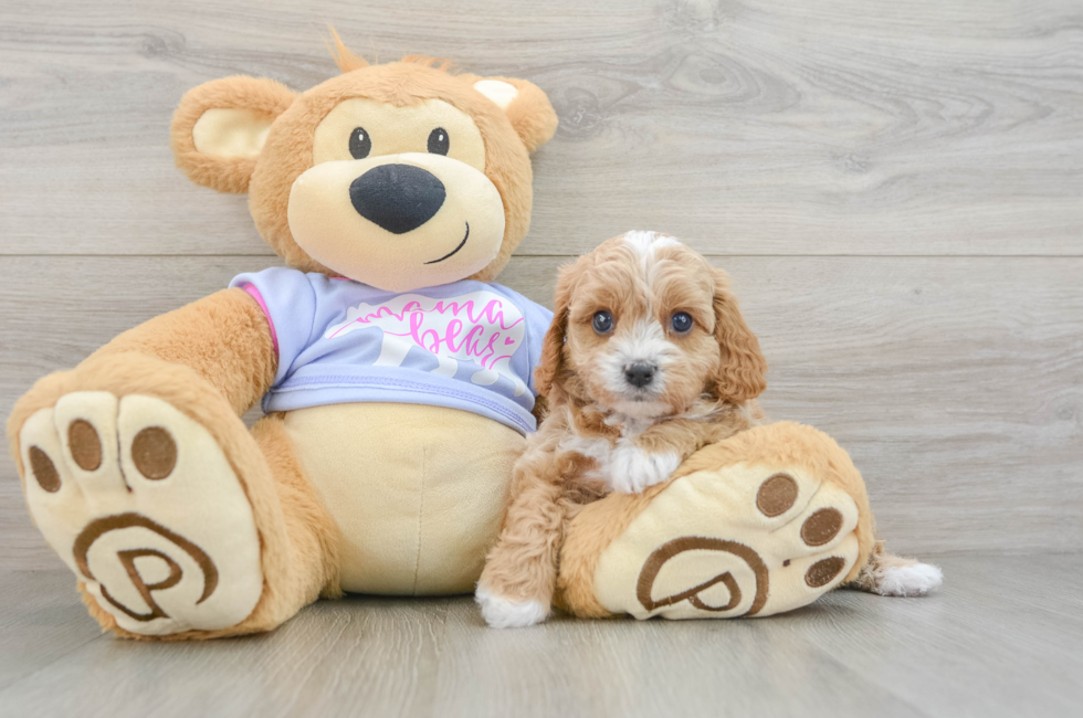 6 week old Cavapoo Puppy For Sale - Simply Southern Pups