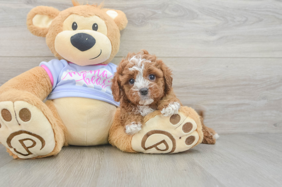 5 week old Cavapoo Puppy For Sale - Simply Southern Pups
