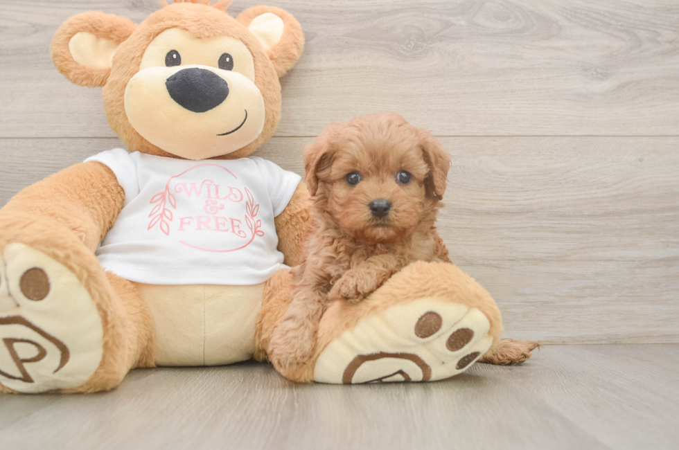 5 week old Cavapoo Puppy For Sale - Simply Southern Pups