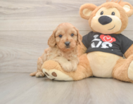 7 week old Cavapoo Puppy For Sale - Simply Southern Pups