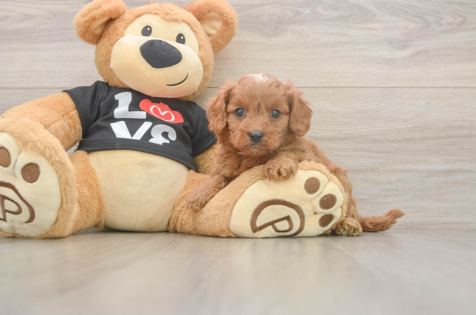 5 week old Cavapoo Puppy For Sale - Simply Southern Pups