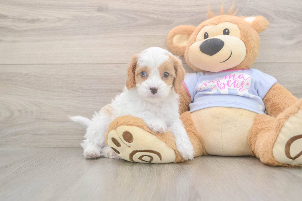 Meet Dorito - our Cavapoo Puppy Photo  2/3 - Simply Southern Pups Best Cavapoo Baby
