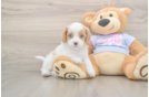 Meet Dorito - our Cavapoo Puppy Photo  2/3 - Simply Southern Pups Best Cavapoo Baby