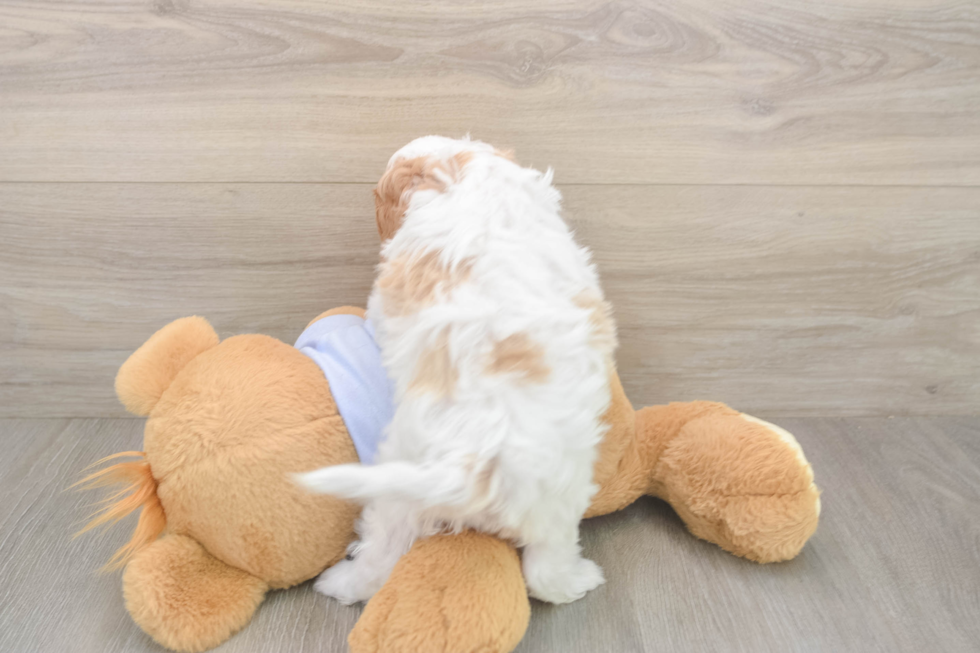 Meet Dorito - our Cavapoo Puppy Photo  3/3 - Simply Southern Pups Sweet Cavapoo Baby